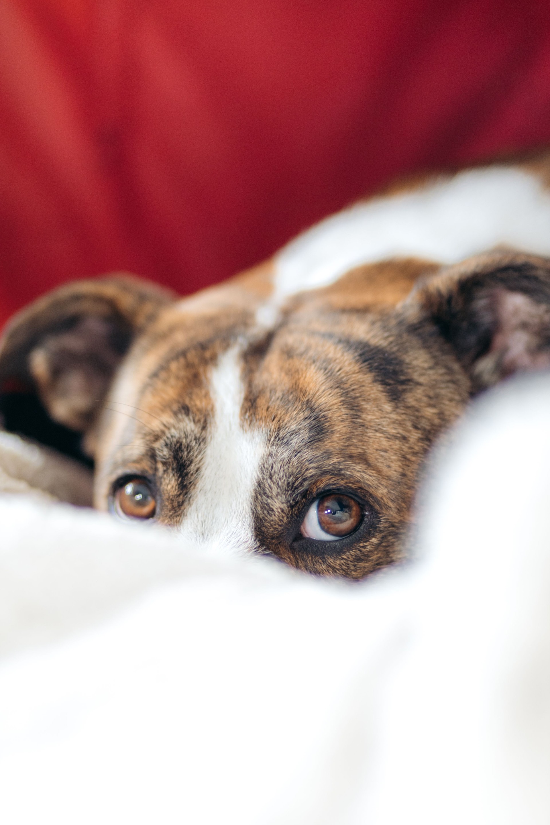 Closeup of half of the face of a mixed breed dog laying in its bed looking up underneath a white blanket.
