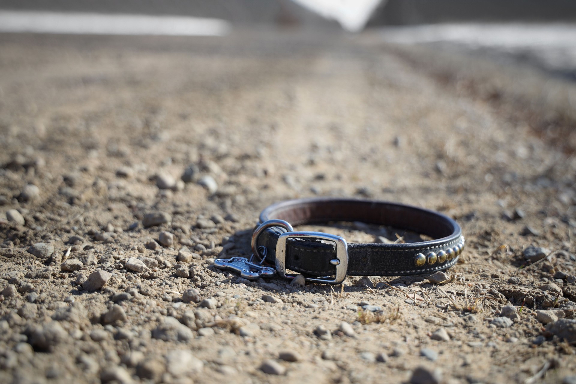 Dog collar laying on a gravel road signifying the loss of a pet.
